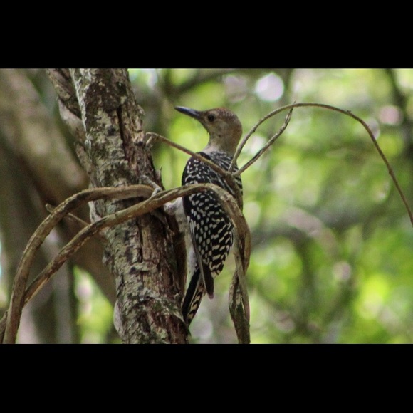 🛑STOP THE SCAMS!  PLEASE READ!!!🛑 - Picture 11 of 12